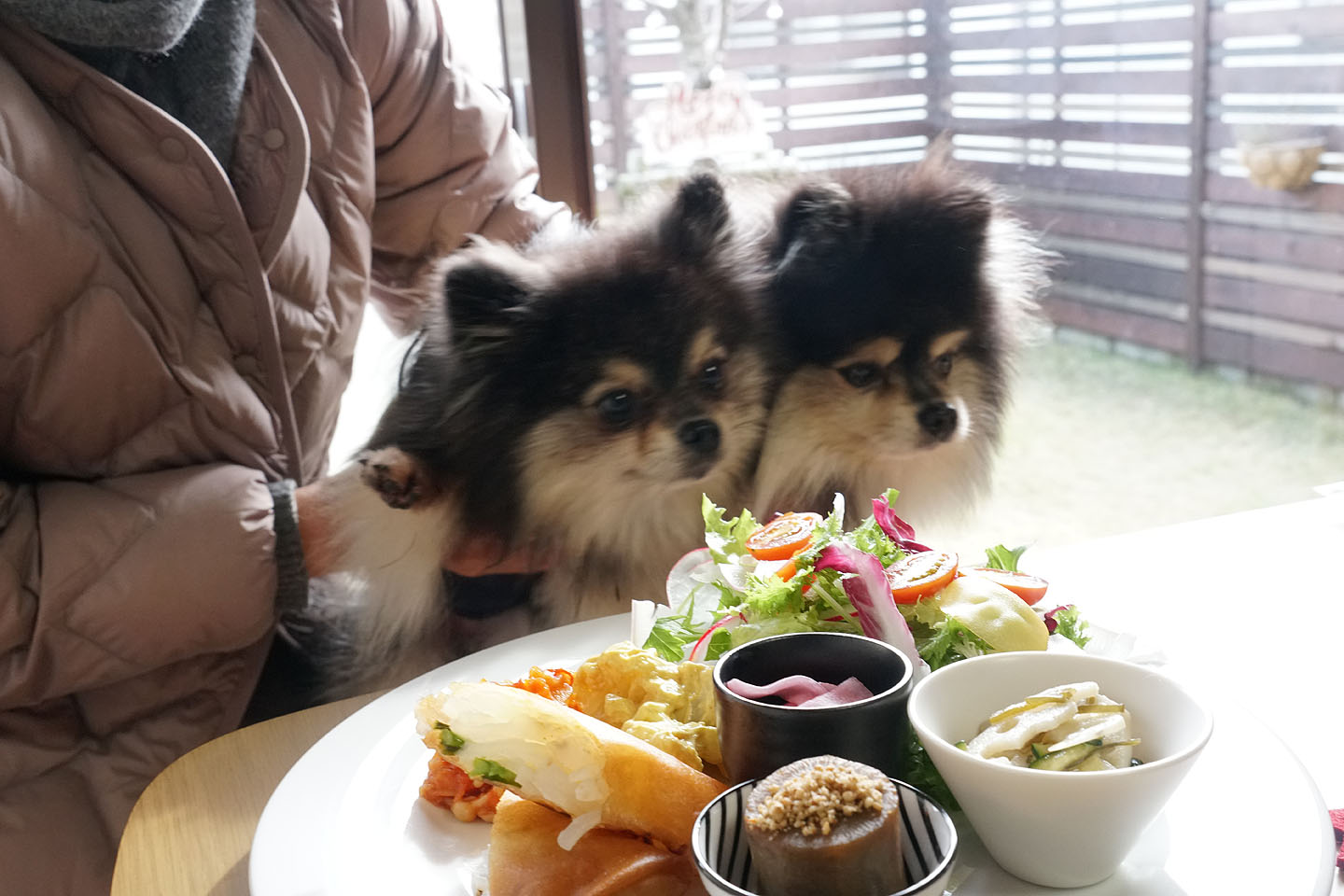 店内わんこOK】ミニドッグラン付き西区のカフェナギさん : 黒ぽめ