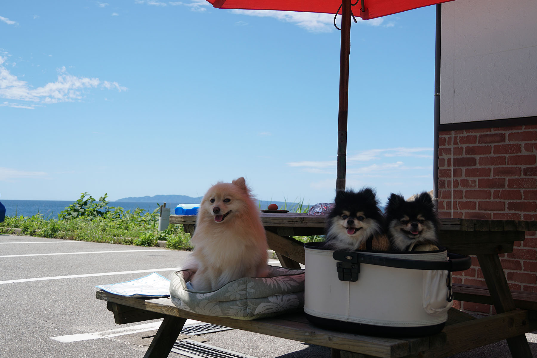 テラスわんこok 最高の海と空 笹川流れ塩工房ソルト カフェ 黒ぽめあんこ と 黒ぽめおはぎ