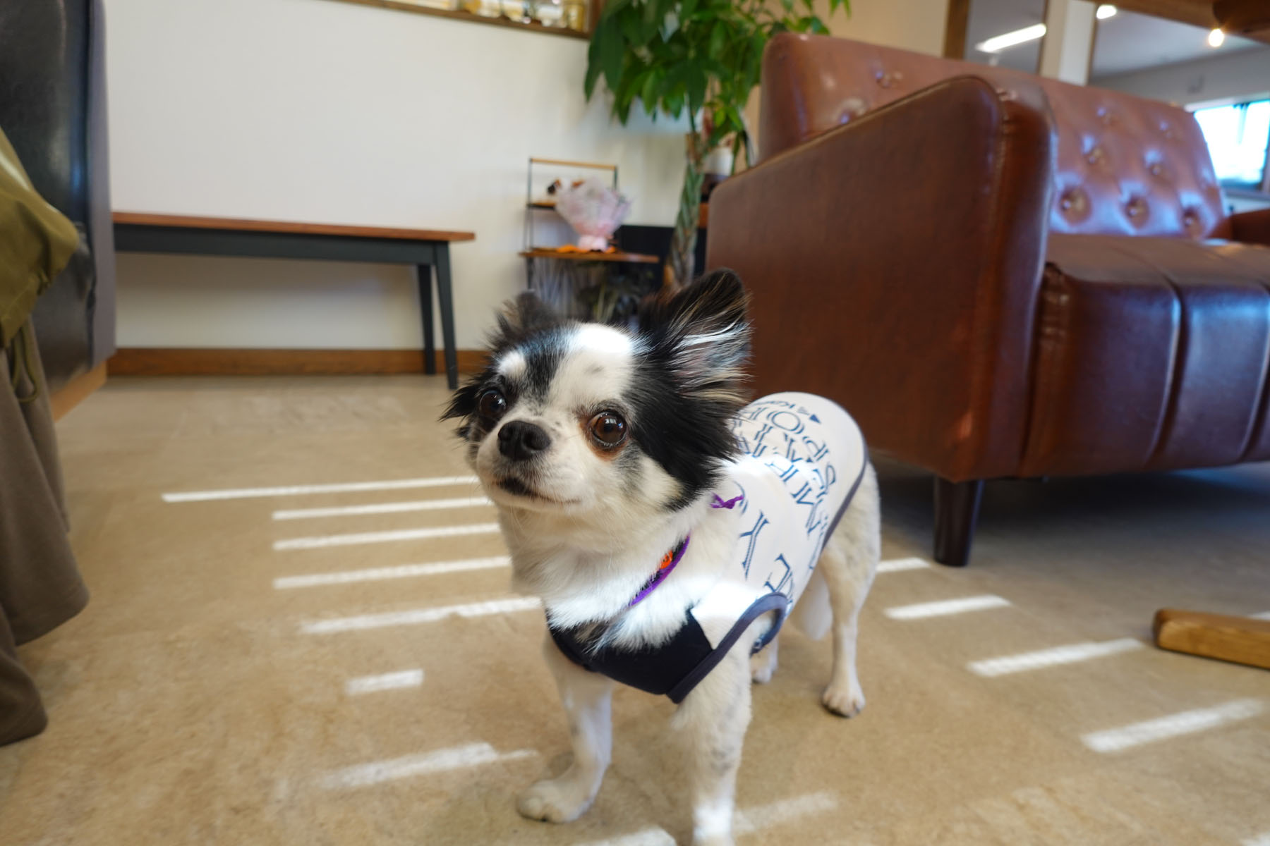 店内わんこOK】上越のわんこ歓迎なお店cafelさん : 黒ぽめ！あんこと