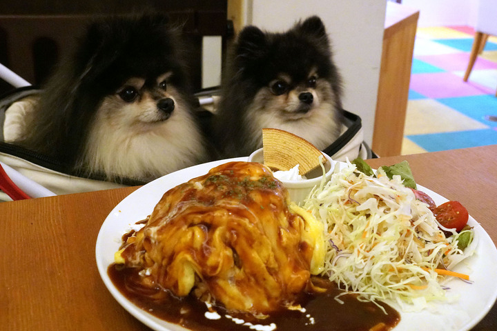 店内わんこOK】燕の町わんこに優しいカフェ、のこのあ : 黒ぽめ！あん