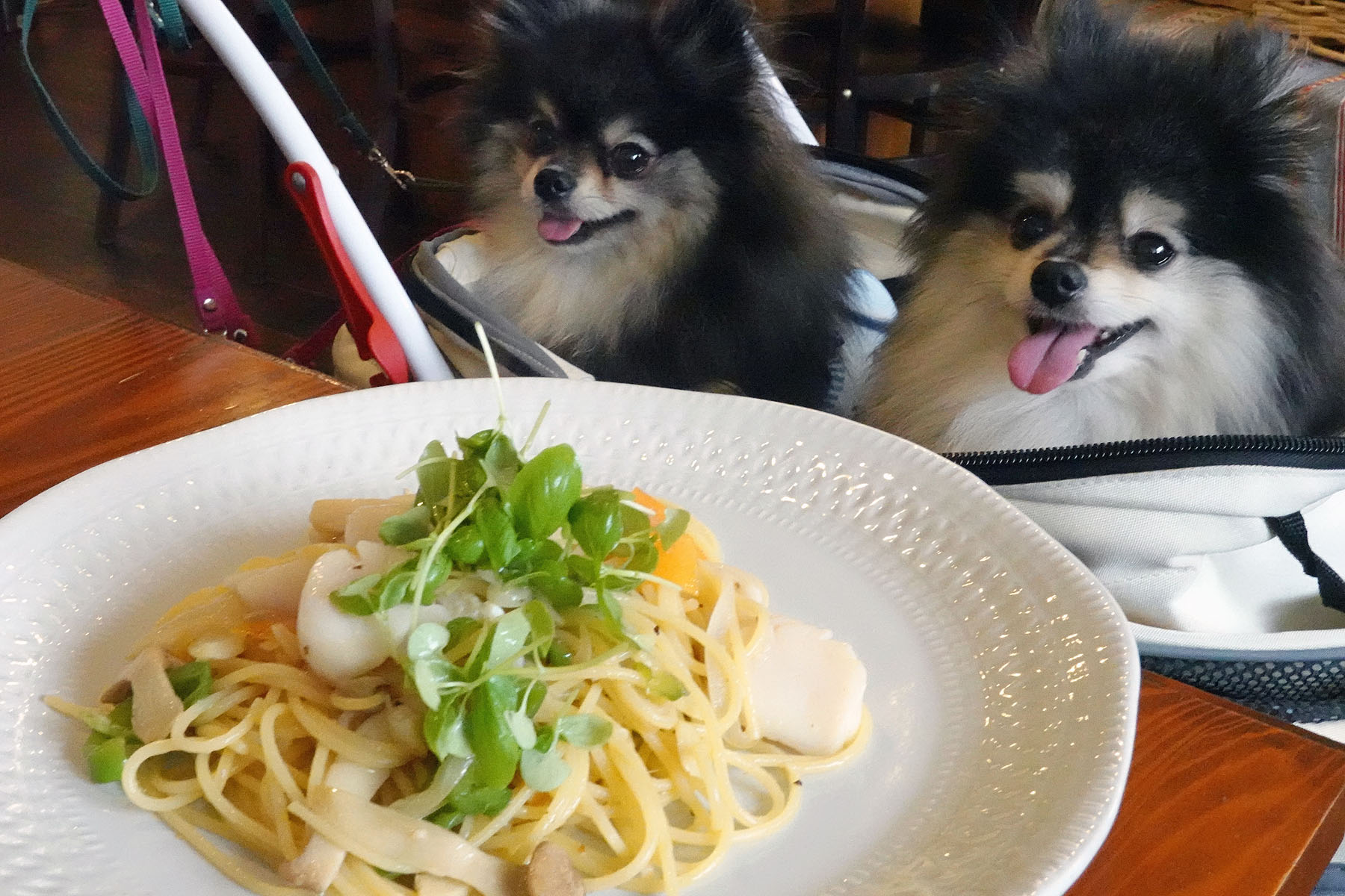 店内わんこOK】出来島の裏道にあるカフェダックラさん : 黒ぽめ！あん