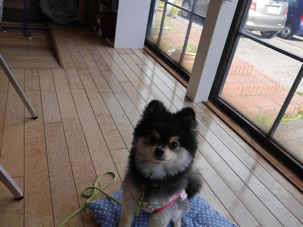 店内わんこok 胎内市の喫茶プリンセス 黒ぽめあんこ と 黒ぽめおはぎ