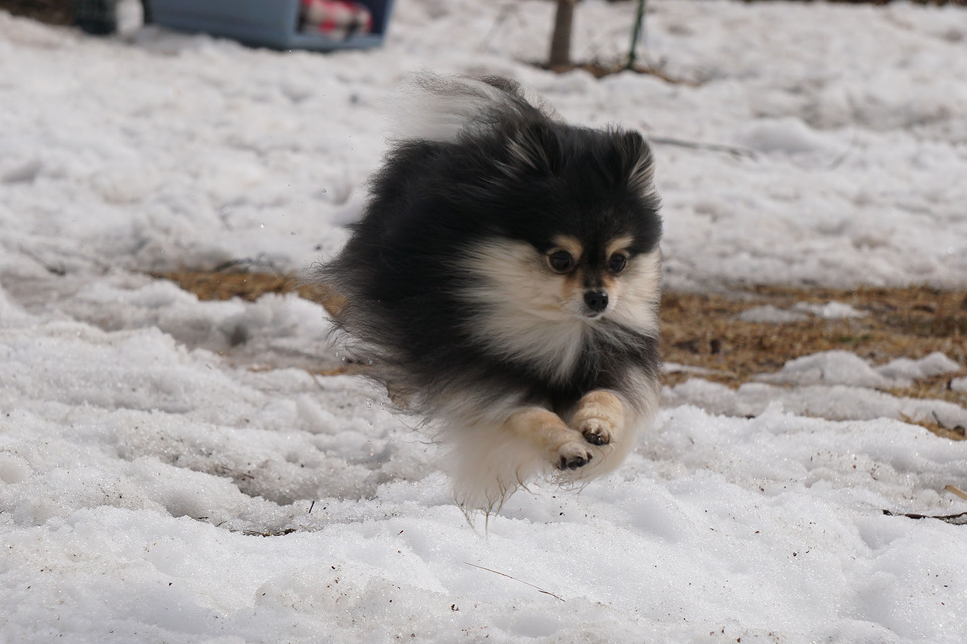 黒ぽめあんこ と 黒ぽめおはぎ 村岡桃佳選手金メダルおめでとー にあやかったドッグランネタ