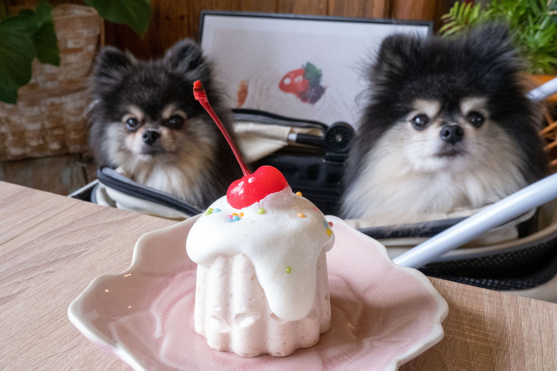 店内わんこOK】新潟市南区白根地区にできたcafe Felizさん : 黒ぽめ