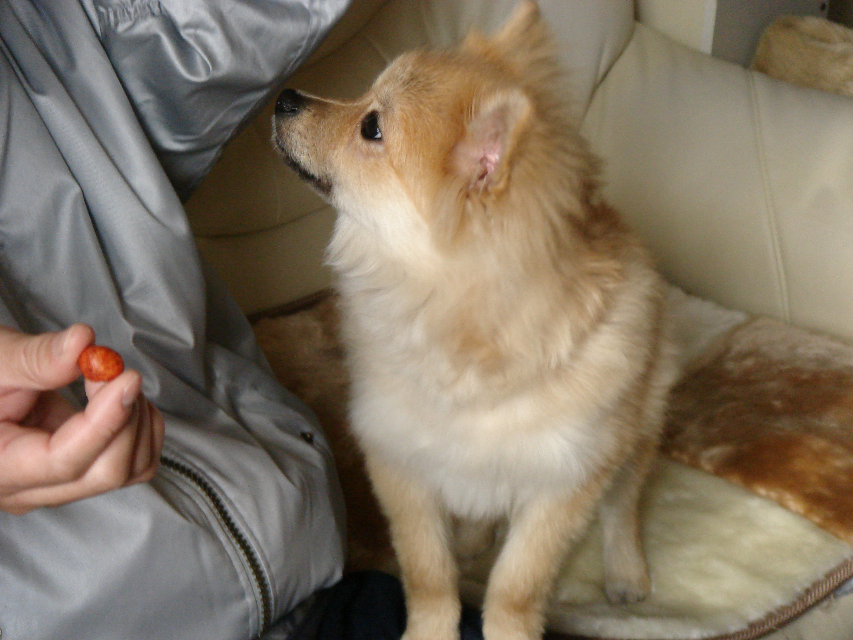 悠の横顔 ポメラニアン 悠ちゃんが家にやってきた