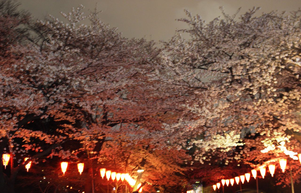 上野恩賜公園の夜桜 pon_moonの旅ブログ