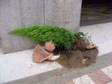 高島屋_東館_植木の鉢が割れ倒れていた