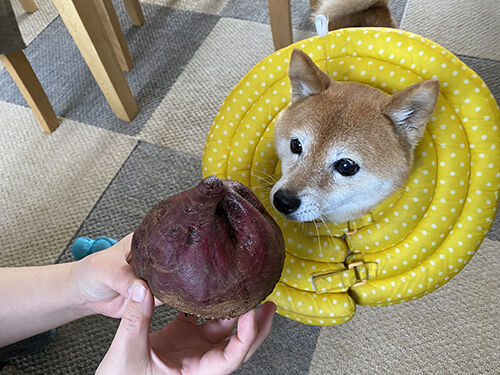 ビーツって知ってる 豆柴ぽんと北海道