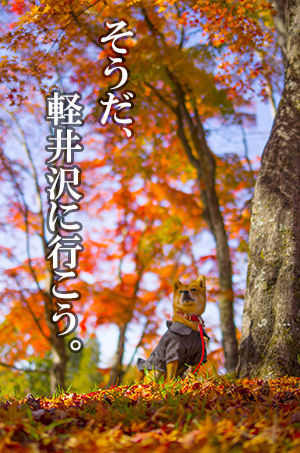 犬と行く軽井沢おすすめ観光スポット 豆柴ぽんと北海道 犬と行く軽井沢おすすめ観光スポット 豆柴ぽんと北海道