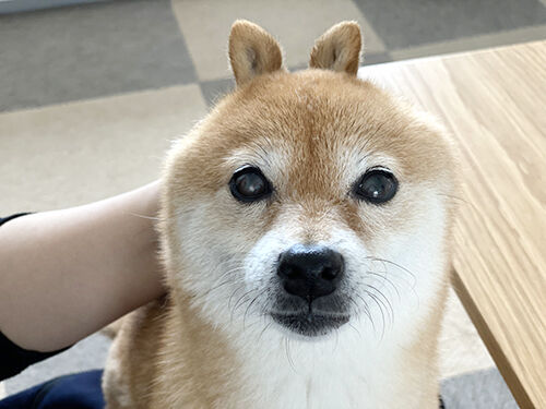 怒ったほうが可愛い不思議な生き物 豆柴ぽんと北海道