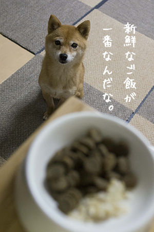なんで犬ってミミズが好きなの 豆柴ぽんと北海道