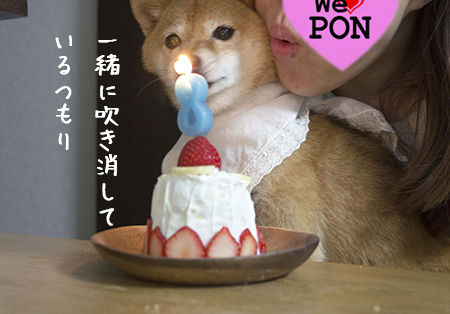 ぽんちゃん誕生日8才 豆柴ぽんと北海道 ぽんちゃん誕生日8才 豆柴ぽんと北海道