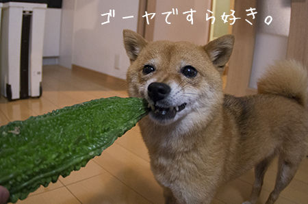 正直なウ コ 豆柴ぽんと北海道