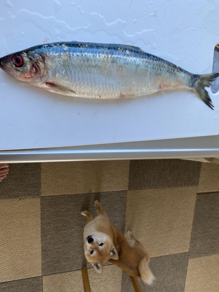 春告魚 豆柴ぽんと北海道