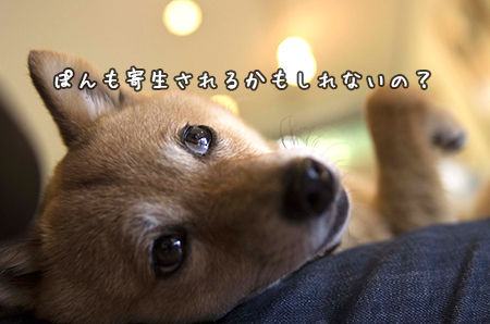 犬もエキノコックスに注意 豆柴ぽんと北海道 犬もエキノコックスに注意 豆柴ぽんと北海道