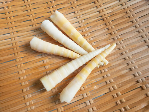 北海道にはタケノコがない 豆柴ぽんと北海道