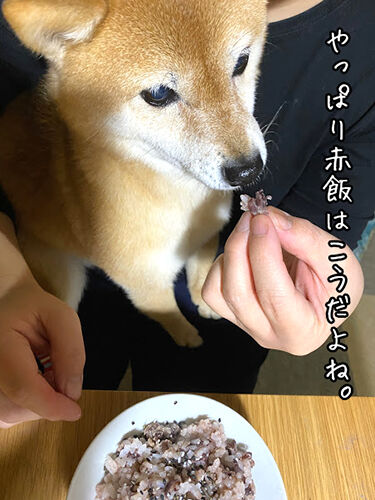 ここが変だよ北海道 の赤飯 豆柴ぽんと北海道