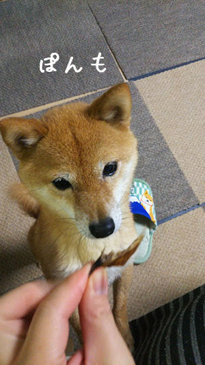ししゃもかカペリンか 豆柴ぽんと北海道