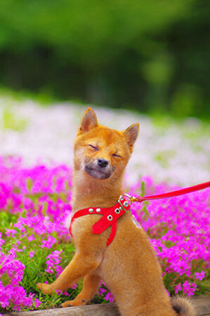 IMGP8652 - コピー