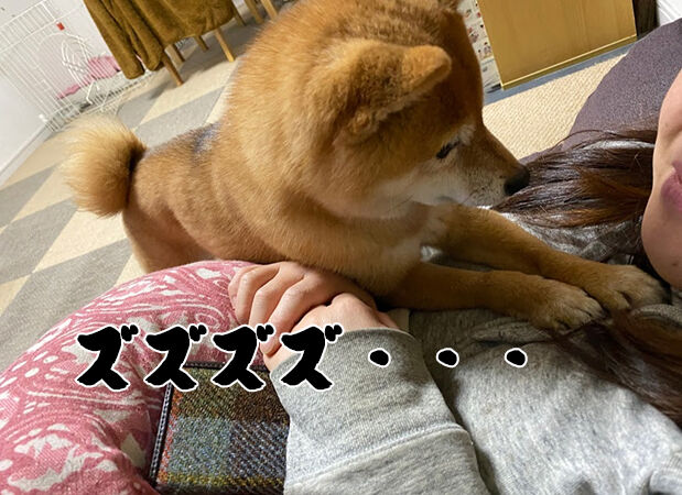 怪談 ぽんさんの電話 豆柴ぽんと写真と旅と