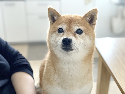 怒ったほうが可愛い不思議な生き物 豆柴ぽんと北海道