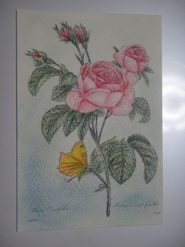 画像をダウンロード バラ 塗り絵