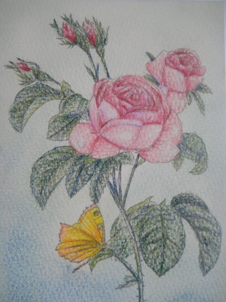 久しぶり バラの塗り絵 Love色鉛筆 久しぶり バラの塗り絵 Love色鉛筆