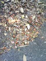 �ɥ󥰥꤬���äѤ�����Ƥ�