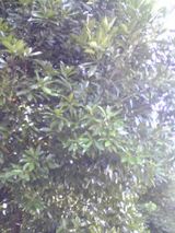 �ɥ󥰥����