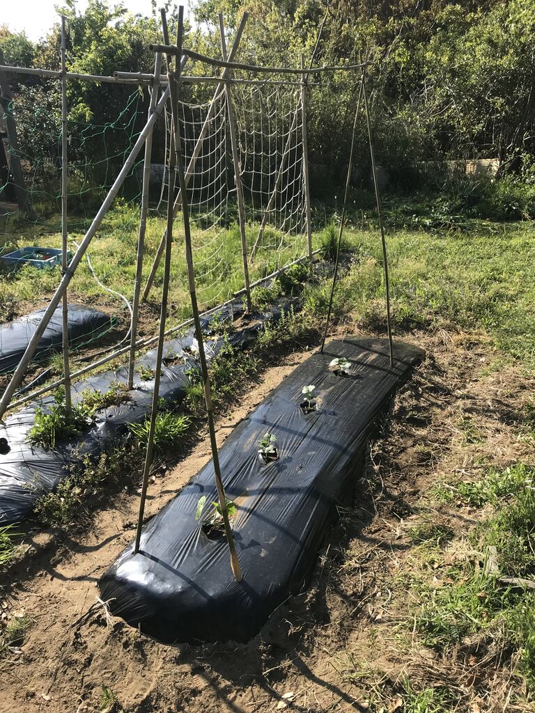 農園ライフ ゆるゆる家庭菜園 夏2年目 田舎暮らし 青空ぽんちょのゆったりいこう 農園ライフ ゆるゆる家庭菜園 夏2年目 田舎暮らし 青空ぽんちょのゆったりいこう