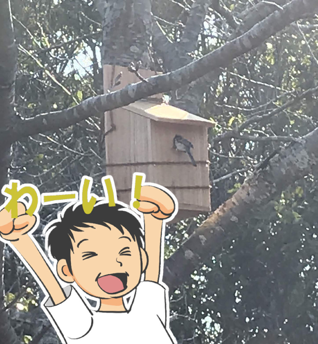 雑記 シジュウカラの巣箱事件 田舎暮らし 青空ぽんちょのゆったりいこう