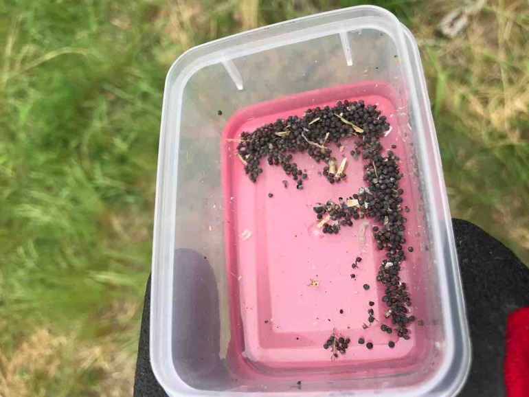 農園ライフ 5年前 百円ローソンのカット野菜って便利 今 水菜の種出来てる 種取りしよ 青空ぽんちょのゆったりいこう