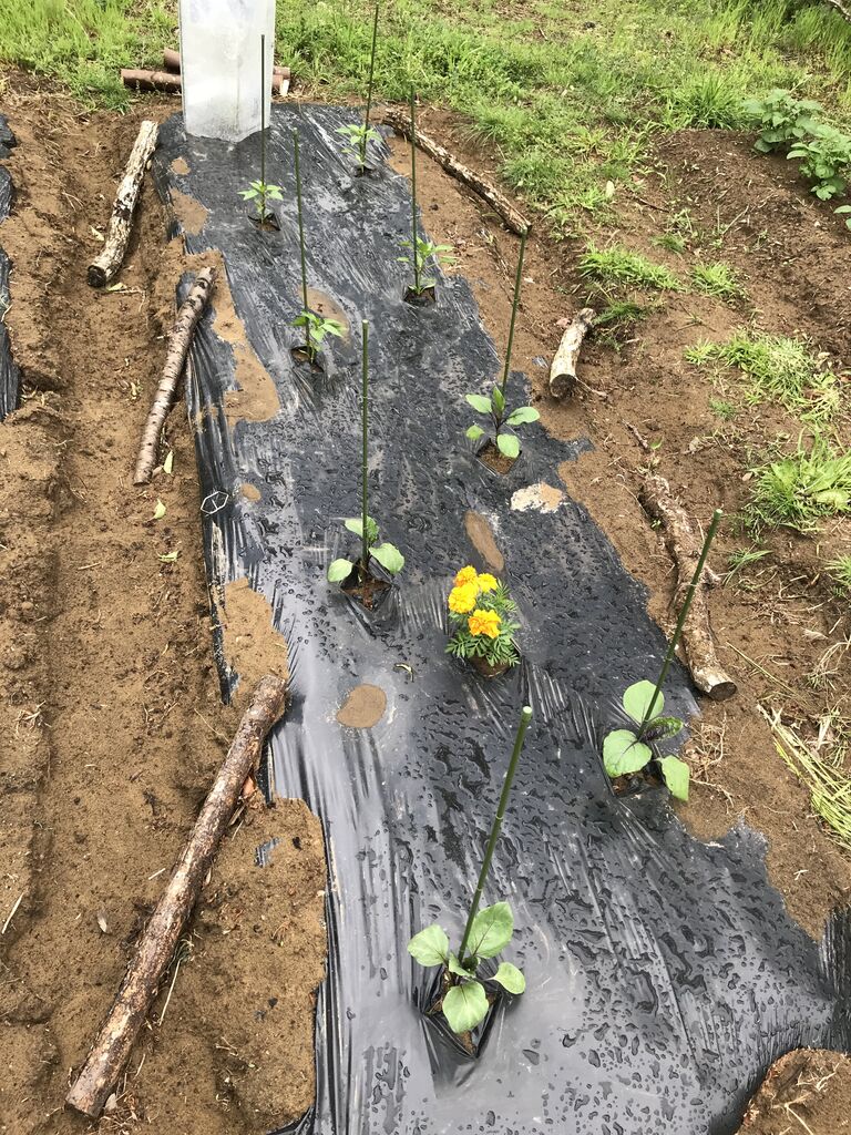 農園ライフ ゆるゆる家庭菜園 夏2年目 田舎暮らし 青空ぽんちょのゆったりいこう 農園ライフ ゆるゆる家庭菜園 夏2年目 田舎暮らし 青空ぽんちょのゆったりいこう