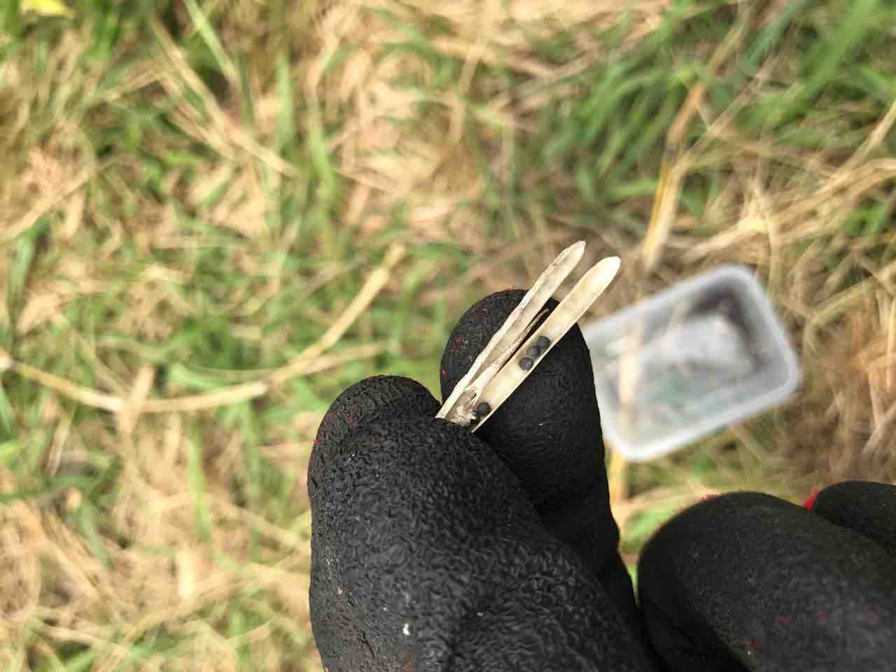 農園ライフ 5年前 百円ローソンのカット野菜って便利 今 水菜の種出来てる 種取りしよ 青空ぽんちょのゆったりいこう