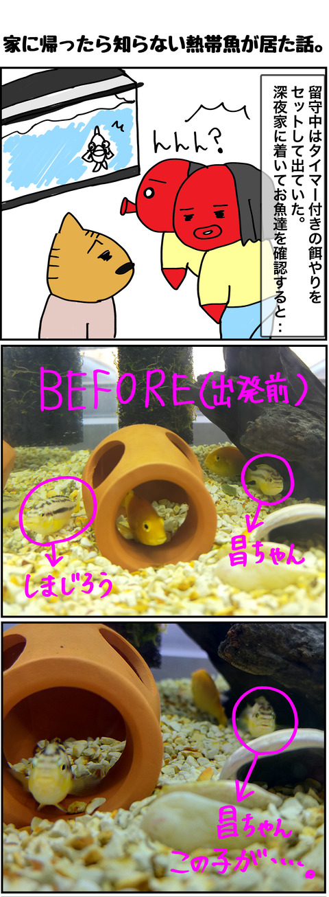 知らない魚1
