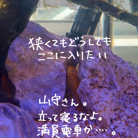 仁義⑤