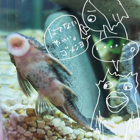 熱帯魚4
