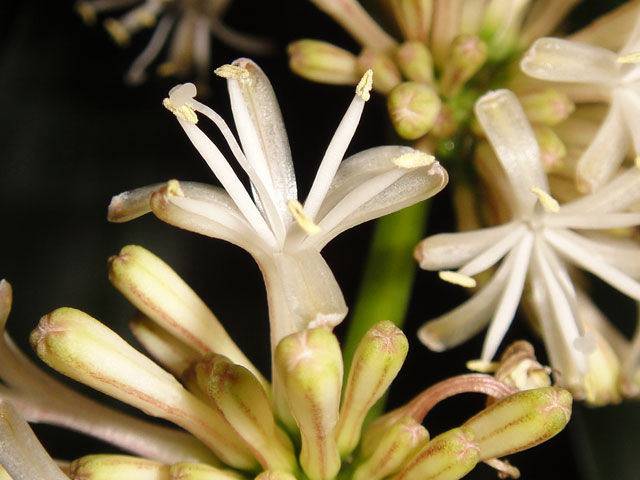 幸福の木の植え替え方 Trap Trap Trap