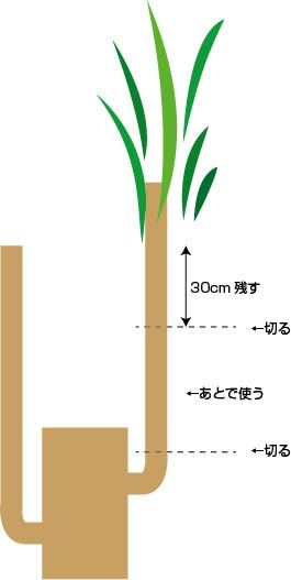 幸福の木の植え替え方 Trap Trap Trap