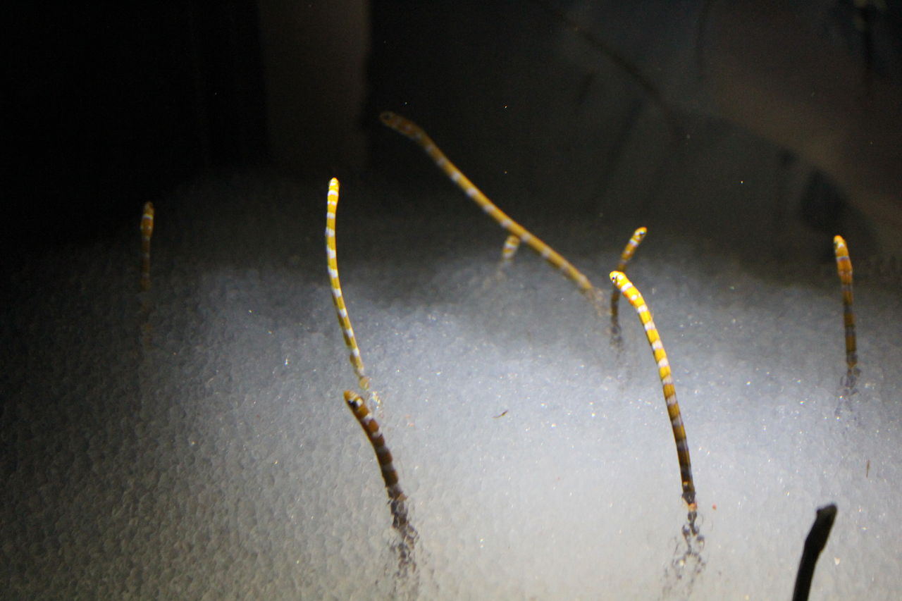 Expocityのニフレルに行ってみました ニャーポンの それはそれでええとして