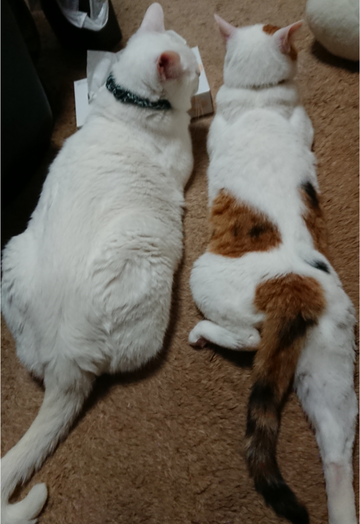 sketch-1529039014724