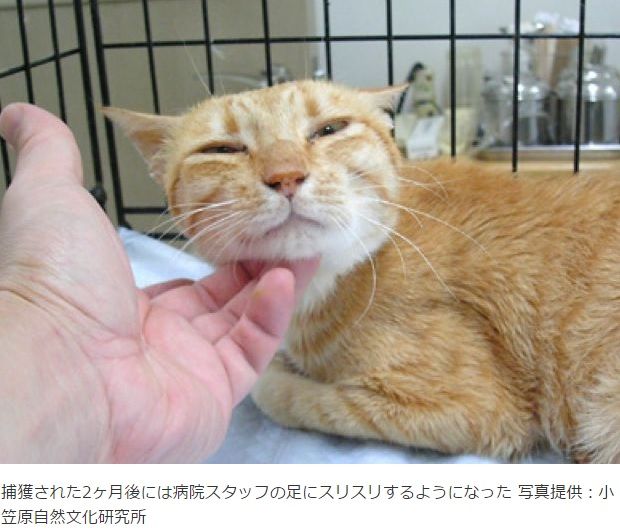 南の島からお引っ越しする猫さんたち 猫ぽん堂 猫と社会学 猫に囲まれて働く日常 南の島からお引っ越しする猫さんたち 猫ぽん堂 猫と社会学 猫に囲まれて働く日常