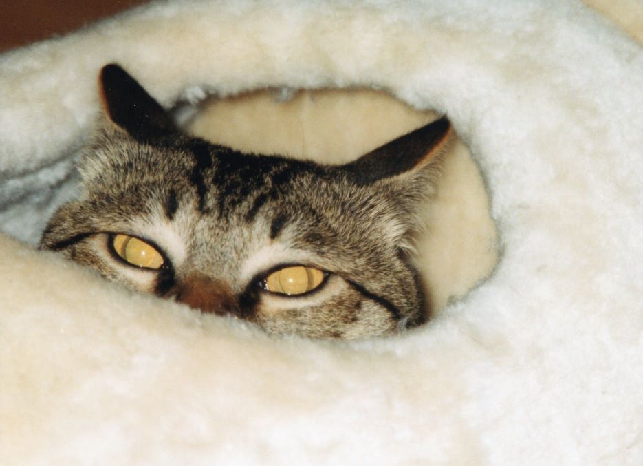 猫さんは明るいのが苦手 猫ぽん堂 猫と社会学 猫に囲まれて働く日常