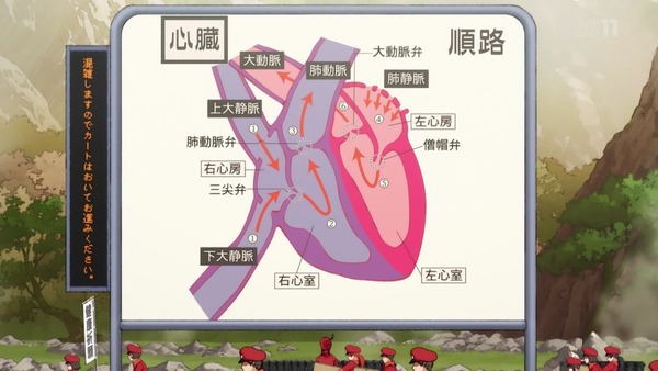 「はたらく細胞」8話感想 (16)