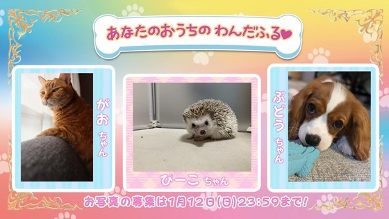 「わんだふるぷりきゅあ！」わんぷり 47話感想 (52)