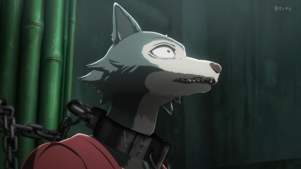 「BEASTARS」6話感想 (39)