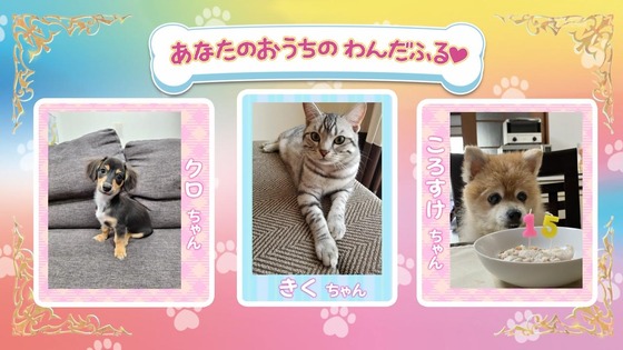 「わんだふるぷりきゅあ！」わんぷり 48話感想 (95)