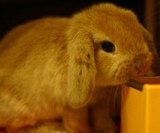 �ʤޤ�