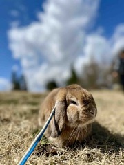 �����碌����