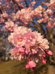IMG_9965